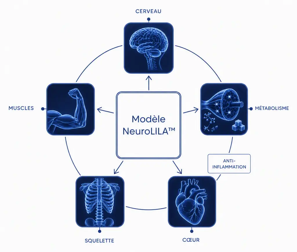 Schéma NeuroLILA montrant les interactions entre cerveau, muscles, cœur, os, glucose, métabolisme